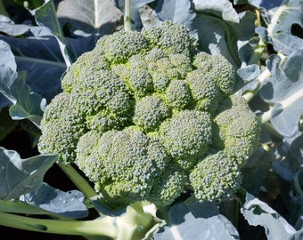 Broccoli Seeds - Organic & Non Gmo Broccoli Seeds - Heirloom Seeds - Fresh USA Grown Seeds - Grow Your Own Broccoli At Home!