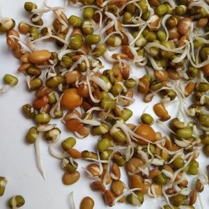 Country Delight Sprouting Seed Mix - 5 Varieties - Organic - Non Gmo - Heirloom Seeds – Sprouting Blend  - USA Garden Seeds