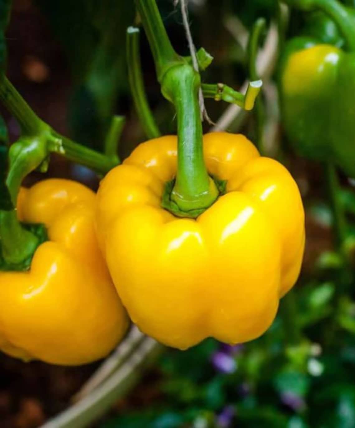 Yellow Bell Peppers Seeds Organic Non Gmo Heirloom Etsy