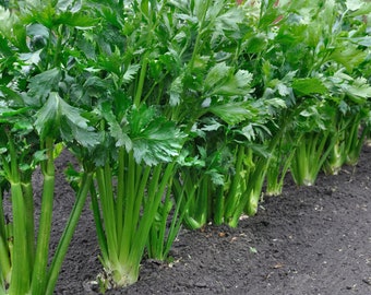 Celery Seeds - Organic & Non Gmo Celery Seeds - Heirloom Seeds – Vegetable Seeds - USA Garden Seeds - Grow Your Own Celery