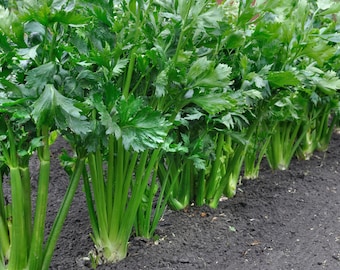 Semillas de apio - Orgánicas y sin OGM - Heirloom - Semillas de hortalizas - Cultiva tus propios alimentos en casa