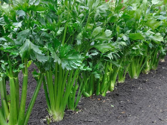 Celery Seeds - Organic & Non-GMO - Heirloom - Vegetable Seeds - Grow Your Own Food At Home