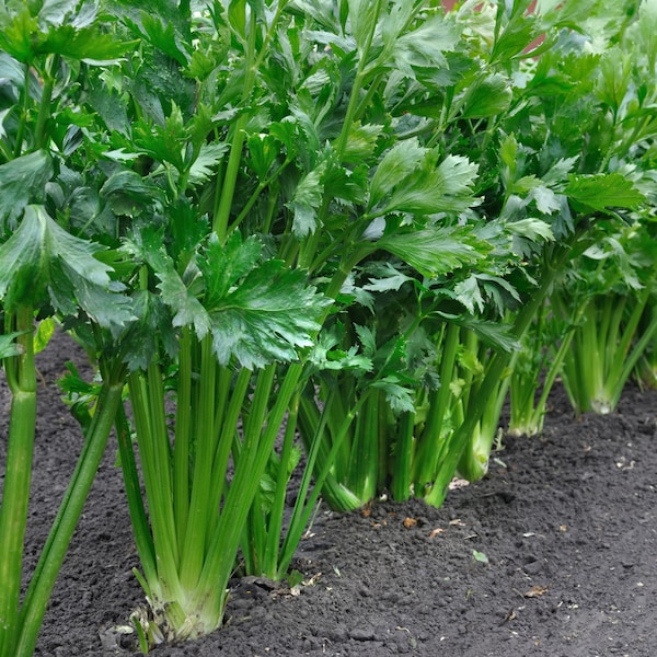 Celery Seeds - Organic & Non Gmo Celery Seeds - Heirloom Seeds – Vegetable Seeds - USA Garden Seeds - Grow Your Own Celery