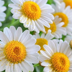 Chamomile Seeds - Organic & Non Gmo Chamomile Seeds - Fresh USA Grown Seeds - Grow Your Own Chamomile At Home!