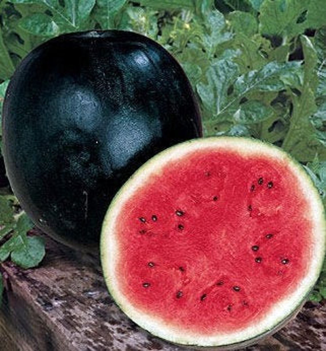 Black Diamond Watermelon Seeds Non Gmo Heirloom Seeds Etsy