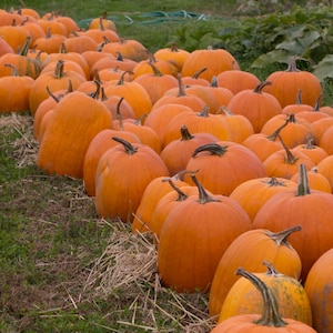 Connecticut Field Pumpkin Seeds - Organic & Non Gmo Pumpkin Seeds - Heirloom Seeds - Fresh USA Grown Seeds - Grow Your Own Pumpkins