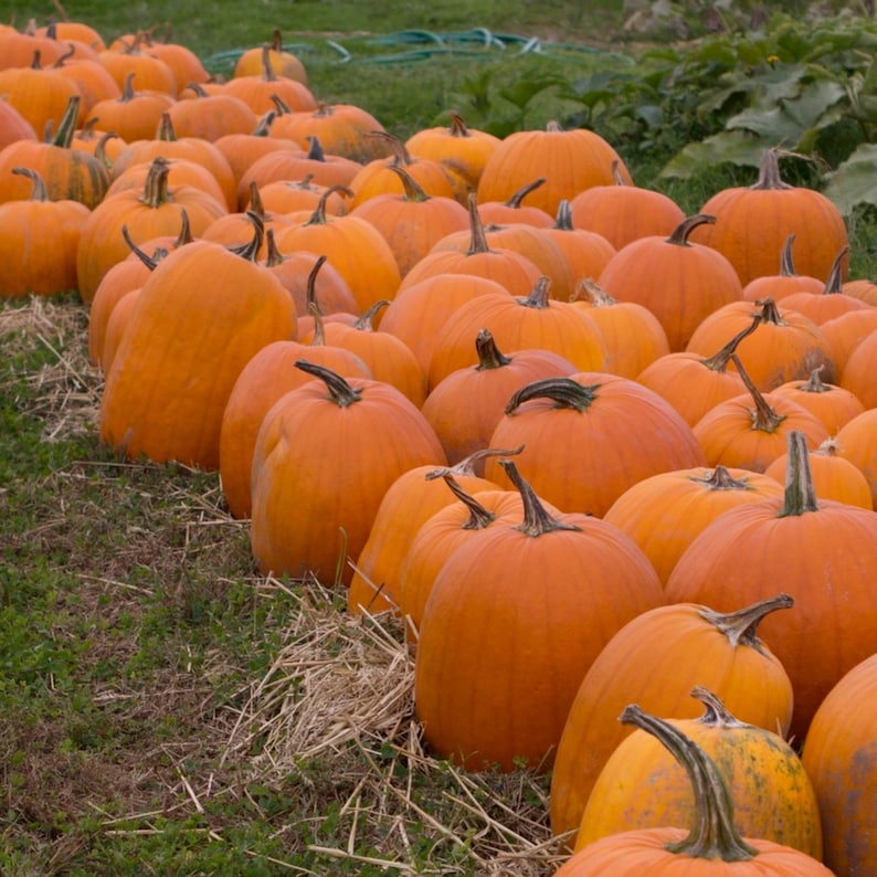 May include: A row of orange pumpkins lined up on the ground, with straw and dry grass in the foreground.