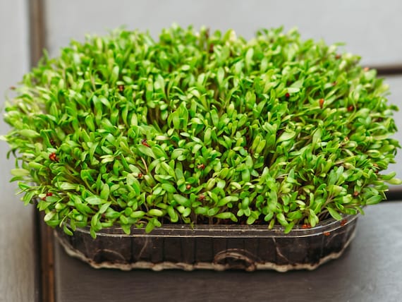 Cress - seed Australian Plants Online