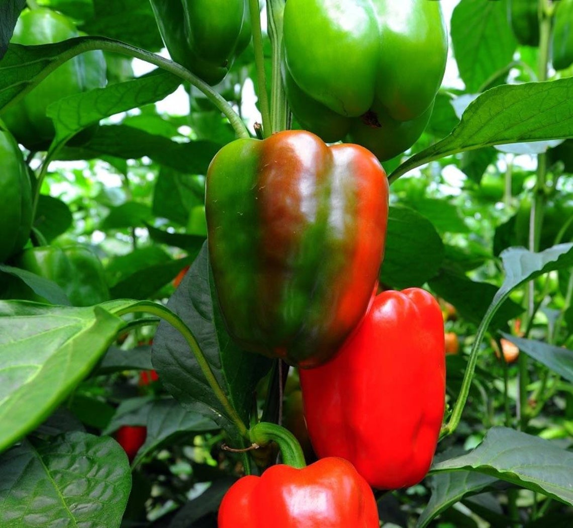 Sweet California Wonder Bell Peppers Seeds Organic Non Etsy