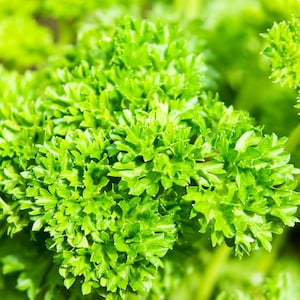 Moss gekrulde peterseliezaden - Biologische en niet-ggo-peterseliezaden - Heirloom Seeds – Herb Seeds - USA Garden Seeds - Grow Your Own Peterselie
