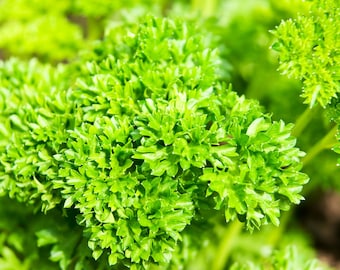 Può includere: Primo piano di una pianta di prezzemolo verde vibrante con foglie lussureggianti e testurizzate.