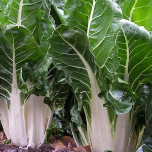 White Swiss Chard Seeds - Biologische en genetisch gemodificeerde snijbietzaden - Heirloom Seeds - Verse, in de VS gekweekte zaden - Kweek thuis je eigen snijbiet!