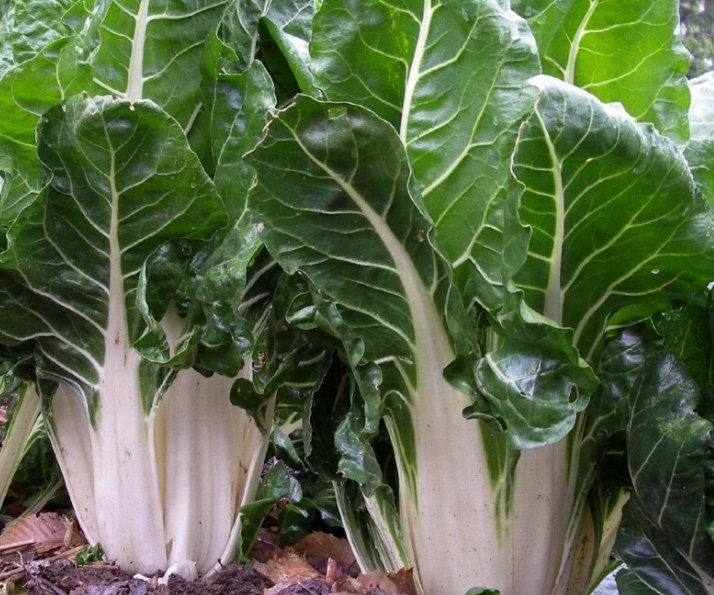 White Swiss Chard Seeds - Organic & Non Gmo Swiss Chard Seeds - Heirloom Seeds - Fresh USA Grown Seeds - Grow Your Own Swiss Chard At Home!