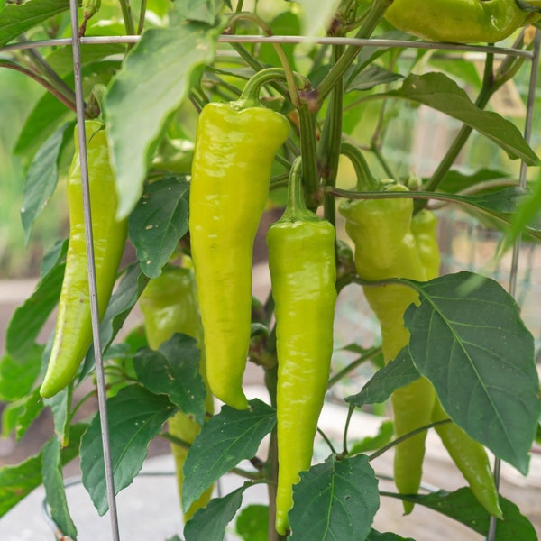 Sweet Banana Pepper Seeds - Organic & Non Gmo Pepper Seeds - Heirloom Pepper Seeds - Fresh USA Grown Seeds - Grow Your Own Peppers At Home