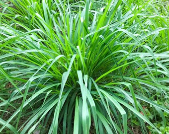 Lemongrass Seeds - Organic & Non Gmo Lemongrass Seeds - Heirloom Herb Seeds – Natural Mosquito Repellent - Grow Your Own Lemongrass At Home