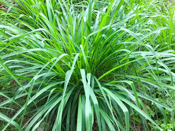 Lemongrass mosquito repellent deals