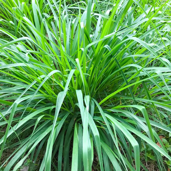 Graines de citronnelle - Graines de citronnelle biologiques et sans OGM - Graines d'herbes aromatiques anciennes - Répulsif naturel contre les moustiques - Faites pousser votre propre citronnelle à la maison