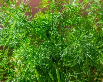 Mammoth Dill Seeds - Organic & Non Gmo Dill Seeds - Heirloom Herb Seeds - Fresh USA Grown Herb Seeds - Grow Your Own Mammoth Dill From Seed