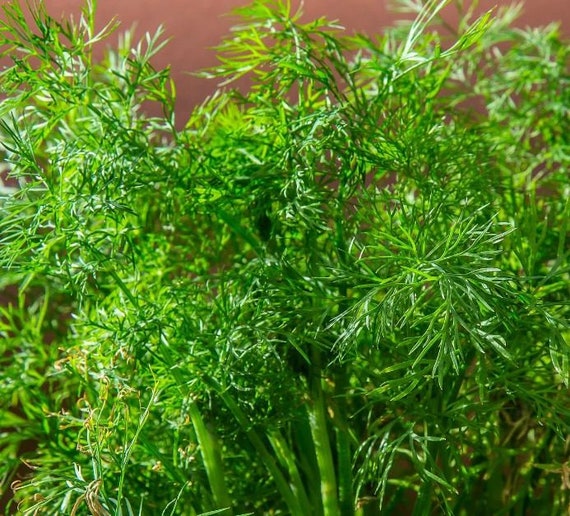 Mammoth Dill Seeds - Organic & Non Gmo Dill Seeds - Heirloom Herb Seeds - Fresh USA Grown Herb Seeds - Grow Your Own Mammoth Dill From Seed