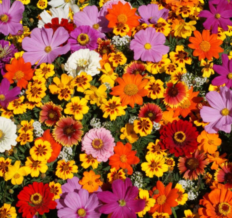 Wildflowers Cut Flower Seeds Organic Non Gmo Heirloom Etsy