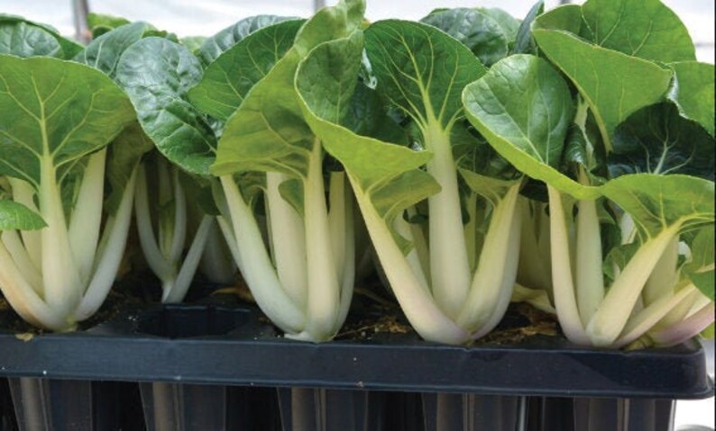 Семена Овощей Без Гмо Купить