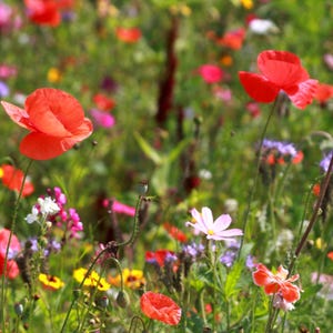 Miscela di semi di fiori selvatici - Tutti annuali - Semi - Miscela di semi di fiori biologici e non OGM - Semi di cimelio - Semi di fiori - USA Garden Seeds