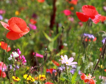 Wildflower Seed Mix - All Annual - Seeds - Organic & Non Gmo Flower Seed Blend - Heirloom Seeds – Flower Seeds - USA Garden Seeds