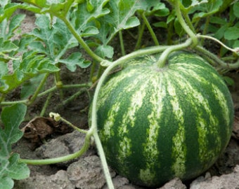 Sugar Baby Wassermelonensamen - Bio-Fruchtsamen - Heirloom-Samen - Frische, in den USA angebaute Samen - Züchten Sie Ihre eigene süße Wassermelone!