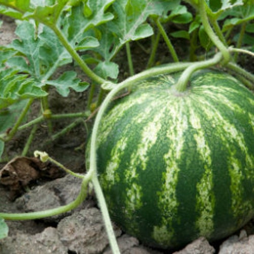 Sugar Baby Watermelon Seeds - Organic & Non Gmo Fruit Seeds - Heirloom Seeds - Fresh USA Grown Seeds - Grow Your Own Sweet Watermelon!