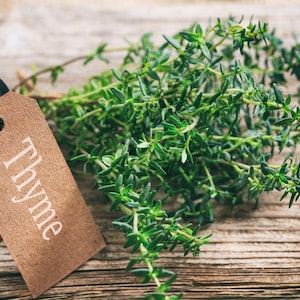 German Winter Thyme Seeds - Organic & Non Gmo Thyme Seeds - Heirloom Seeds – Herb Seeds - USA Garden Seeds - Grow Your Own Thyme At Home