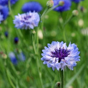 Bachelor Button Flower Seeds - Biologische en niet-ggo-bloemzaden - Heirloom Seeds - Flower Seeds - USA Garden Seeds - Grow Your Own Flowers