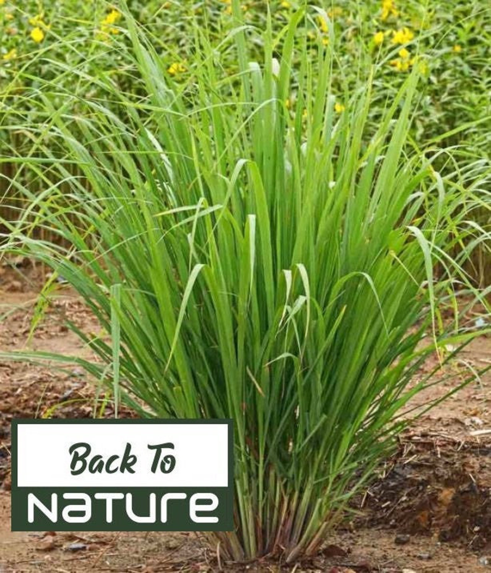 Lemongrass Seeds Grow Your Own Lemongrass Herb Seeds Etsy