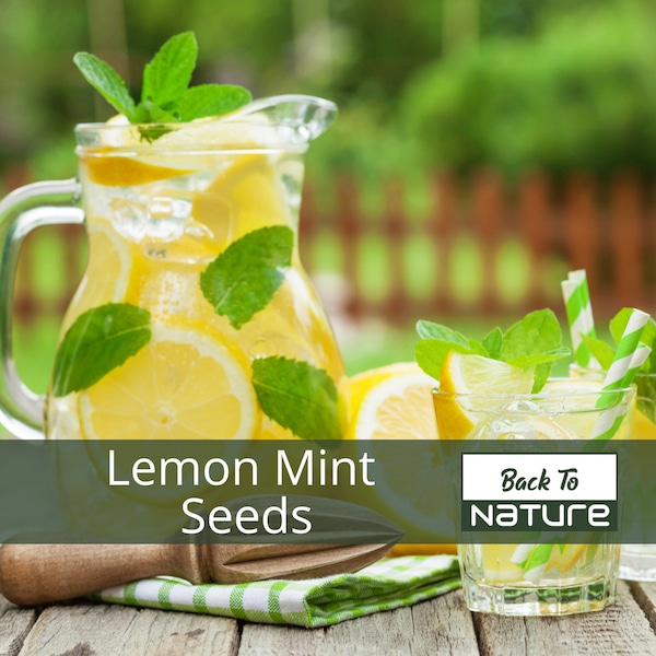 Lemon Mint Seeds - Organic & Non Gmo Lemon Mint Seeds - Heirloom Seeds - Fresh USA Grown Seeds - Grow Your Own Herbs At Home!