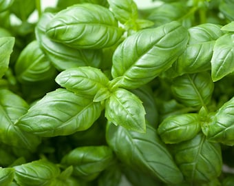 Genovese Basilikum Samen - Bio & Non Gmo Basilikumsamen - Heirloom-Samen - Kräutersamen - In den USA gewachsene Samen - Bauen Sie Ihr eigenes frisches Basilikum zu Hause an