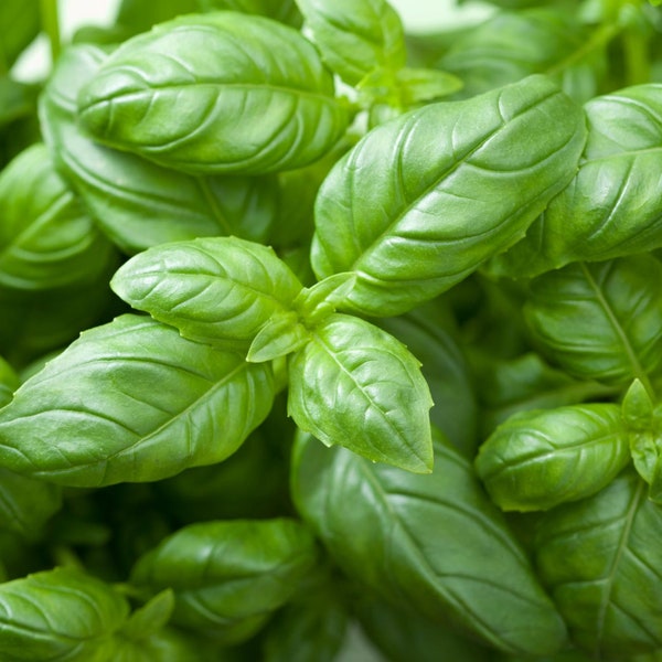 Genovese Basil Seeds - Organic & Non Gmo Basil Seeds - Heirloom Seeds – Herb Seeds - USA Grown Seeds - Grow Your Own Fresh Basil At Home