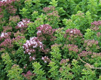 Oregano Seeds - Organic & Non Gmo Oregano Seeds - Heirloom Herb Seeds - Fresh USA Grown Seeds - Grow Your Own Fresh Oregano At Home!