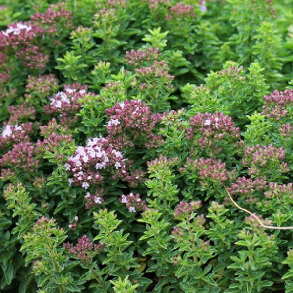 Oregano Seeds - Organic & Non Gmo Oregano Seeds - Heirloom Herb Seeds - Fresh USA Grown Seeds - Grow Your Own Fresh Oregano At Home!