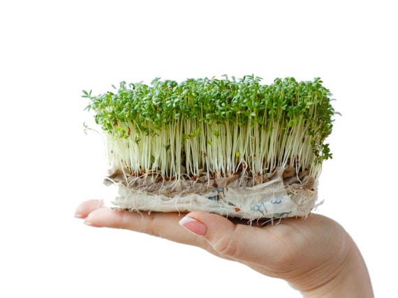 Curled Cress Seeds - Organic & Non Gmo Cress Seeds - Heirloom Seeds –  Microgreen Seeds - Grow Your Own Fresh Cress Microgreens At Home