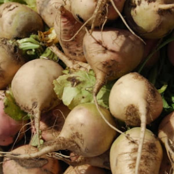 Sugar Beet Seeds - Organic & Non Gmo Beet Seeds - Heirloom Seeds - Fresh USA Grown Seeds - Grow Your Own Sugar Beets At Home!