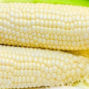 Truckers Favorite White Sweet Corn Seeds - Organic & Non Gmo Corn Seeds - Heirloom Seeds – Vegetable Seeds - USA Garden Seeds