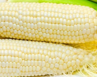 Truckers Favorite White Sweet Corn Seeds - Organic & Non Gmo Corn Seeds - Heirloom Seeds – Vegetable Seeds - USA Garden Seeds