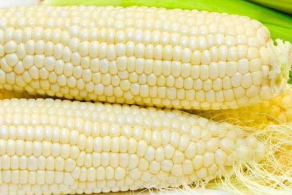 Truckers Favorite White Sweet Corn Seeds Organic & Non Gmo Corn Seeds  Heirloom Seeds Vegetable Seeds USA Garden Seeds - Etsy