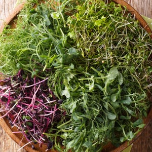 Spicy Microgreen Seed Blend - Seeds - Non Gmo - Heirloom Seeds – Microgreen Seeds - USA Grown Seeds - Grows Fast!