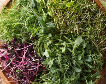 May include: A wooden bowl filled with a variety of fresh microgreens, including pea shoots, red cabbage sprouts, and other leafy greens.