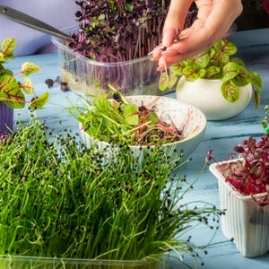 Radish, Mustard Greens & Arugula Microgreen Seed Blend - Non-GMO - USA Grown - Heirloom Seeds – Microgreens - Sprout Your Own Greens at Home