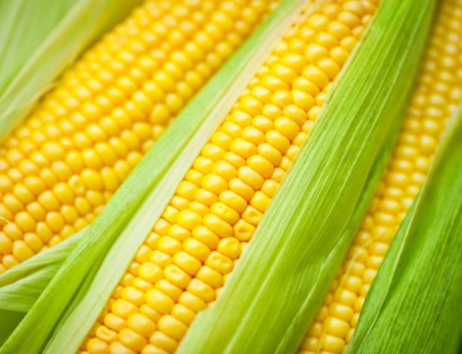 Yellow Sweet Corn Golden Bantam Variety Seeds Organic Etsy