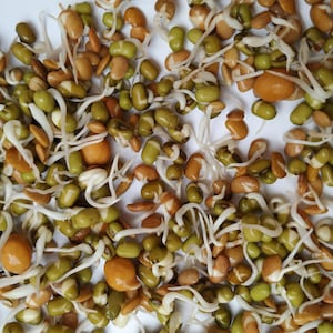 May include: A close-up of a white surface covered with sprouted mung beans and lentils. The beans are green and brown, and the sprouts are white.