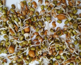 Mezcla de semillas de germinación de frijoles proteicos - Orgánicas y sin OGM - Semillas tradicionales - Semillas frescas cultivadas en EE. UU. - ¡Cultive sus propios brotes en casa!