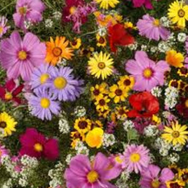 Wildflower Seed Mix - All Annual - Seeds - Organic & Non Gmo Flower Seed Blend - Heirloom Seeds – Flower Seeds - USA Garden Seeds