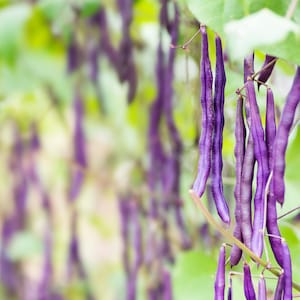 Purple Green Bean Seeds - Organic & Non Gmo Bean Seeds - Heirloom Seeds - Grow Your Own Beans At Home! - Fast Growing Variety - Delicious